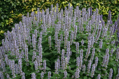 Agastache After Eight